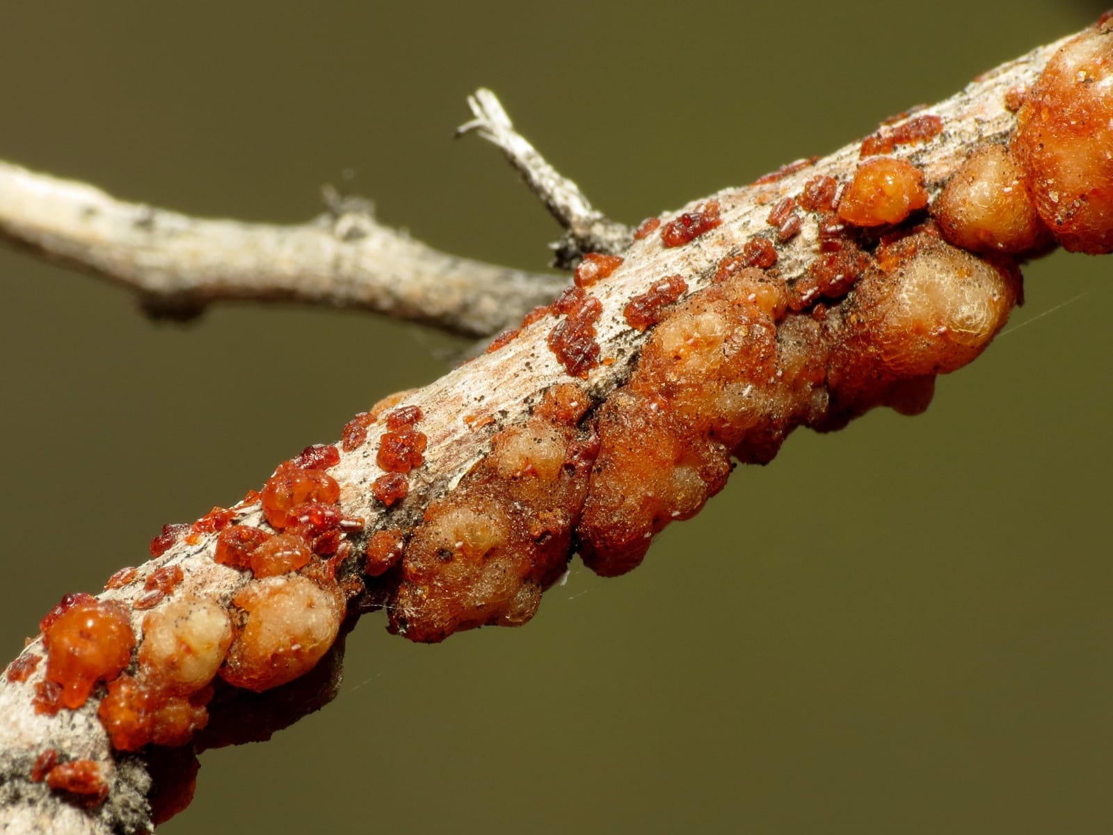 Cochineal Red